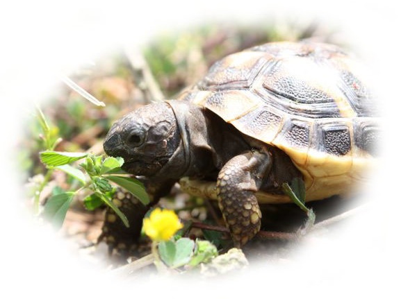 I love Turtles